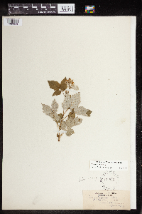 Rubus occidentalis image