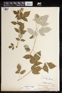 Rubus occidentalis image