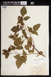 Rubus occidentalis image