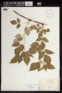 Rubus occidentalis image