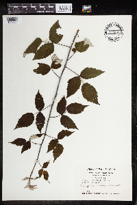 Rubus occidentalis image