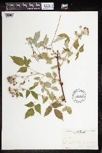 Rubus occidentalis image