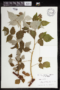 Rubus occidentalis image