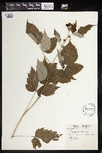 Rubus occidentalis image