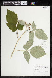Rubus occidentalis image