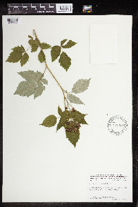 Rubus occidentalis image