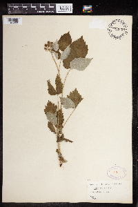 Rubus occidentalis image