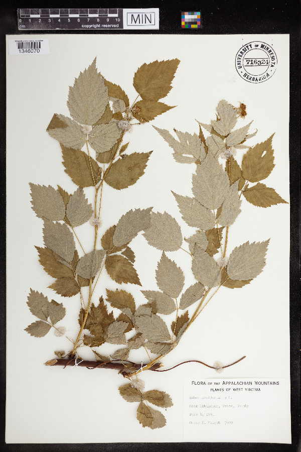 Rubus occidentalis image