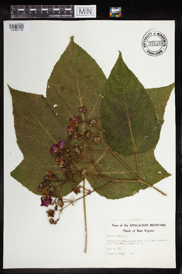Rubus odoratus image