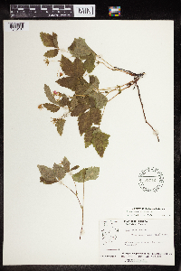 Rubus x paracaulis image