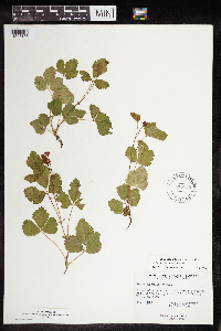 Rubus x paracaulis image