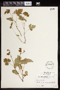 Rubus x paracaulis image
