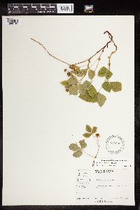 Rubus x paracaulis image