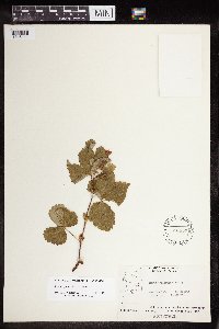 Rubus x paracaulis image