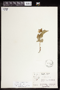 Rubus x paracaulis image