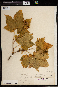 Rubus parviflorus image