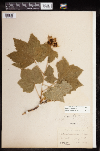 Rubus parviflorus image