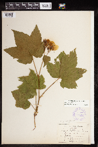 Rubus parviflorus image