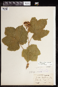 Rubus parviflorus image
