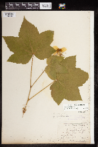 Rubus parviflorus image