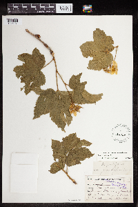 Rubus parviflorus image