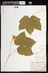 Rubus parviflorus image