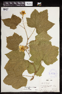 Rubus parviflorus image