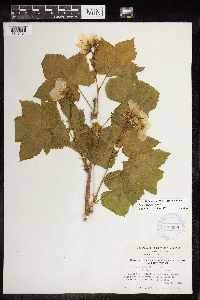 Rubus parviflorus image