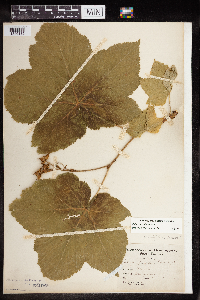 Rubus parviflorus image