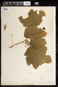 Rubus parviflorus image