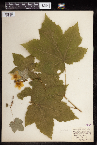 Rubus parviflorus image