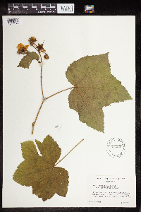 Rubus parviflorus image