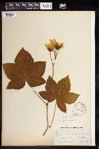 Rubus parviflorus image