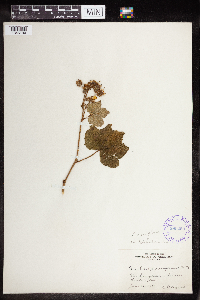 Rubus parviflorus image