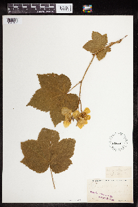 Rubus parviflorus image
