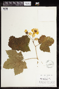 Rubus parviflorus image