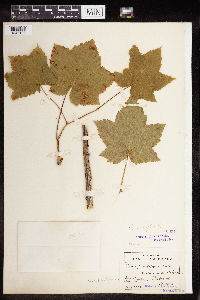 Rubus parviflorus image