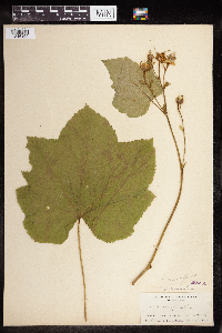 Rubus parviflorus image