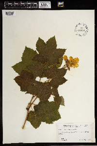 Rubus parviflorus image