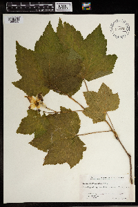 Rubus parviflorus image