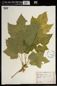 Rubus parviflorus image