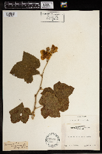 Rubus parviflorus image