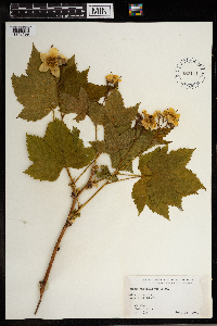 Rubus parviflorus image