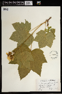 Rubus parviflorus image