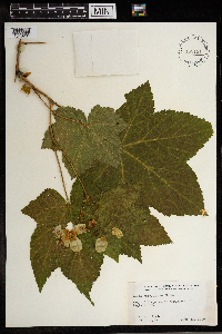Rubus parviflorus image