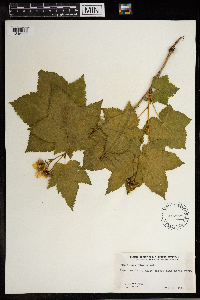 Rubus parviflorus image