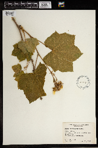 Rubus parviflorus image