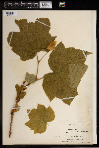 Rubus parviflorus image
