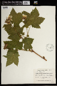 Rubus parviflorus image
