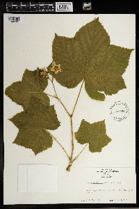 Rubus parviflorus image